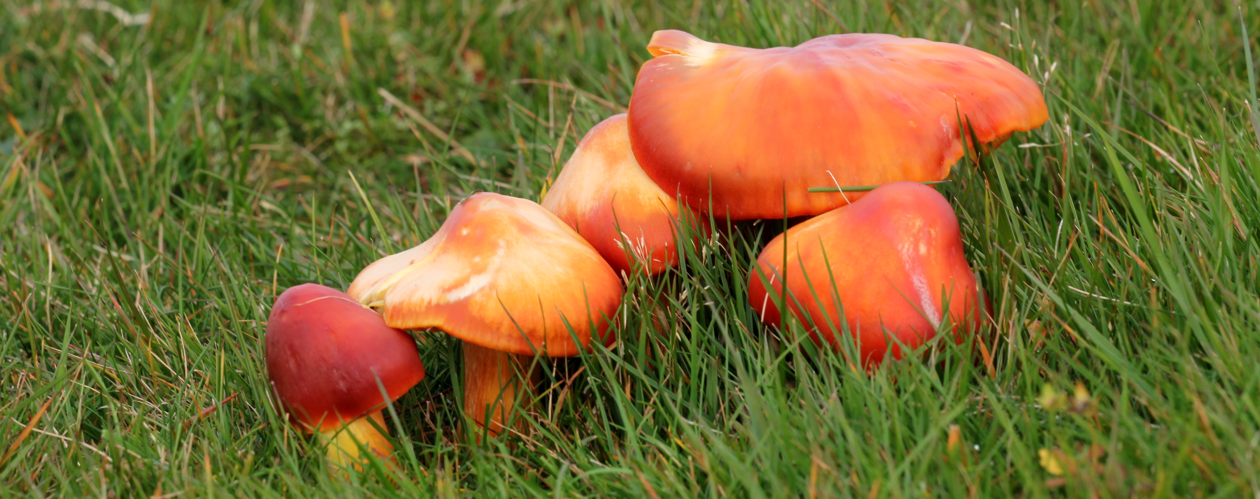 PAD, Hygrocybe punicea, 2015-10-20, Kirk Michael, Sulby Reservoir, extensief grasland-1 - kopie