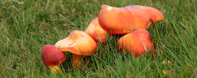 PAD, Hygrocybe punicea, 2015-10-20, Kirk Michael, Sulby Reservoir, extensief grasland-1 - kopie