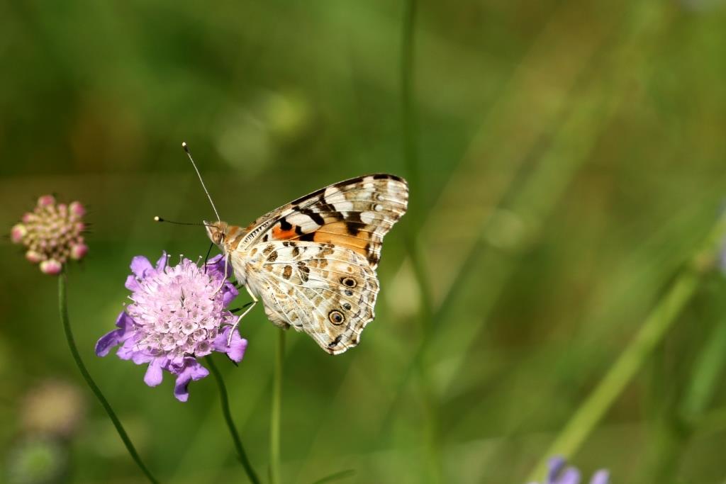 DAGVLINDERS, Vanessa cardui, 2011-08-04, Holthe, Scabiosa-4 - kopie