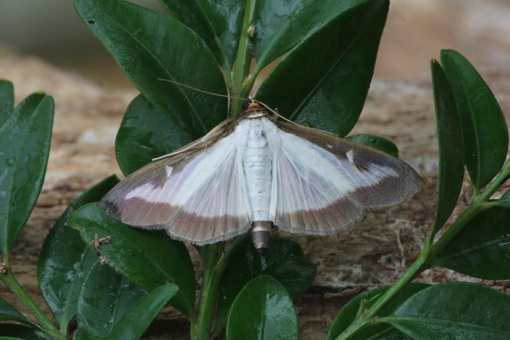 MICROVLINDERS, Cydalima perspectalis, Buxusmot, 2019-09-03, Holthe, verlicht raam-1 - kopie