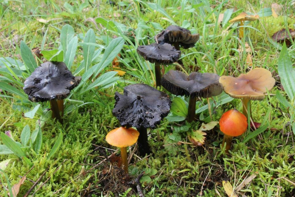 PAD, Hygrocybe conica f. pseudoconica, 2019-10-16, Holthe, Schepping, bekalkt grasland-1 - kopie