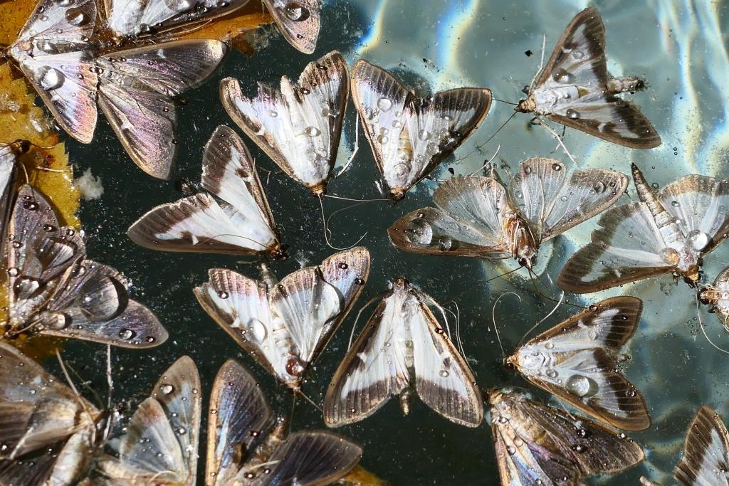 DROME, 2019-09-16-048, Chatillon-en-Diois, fontein met buxusmotten - kopie