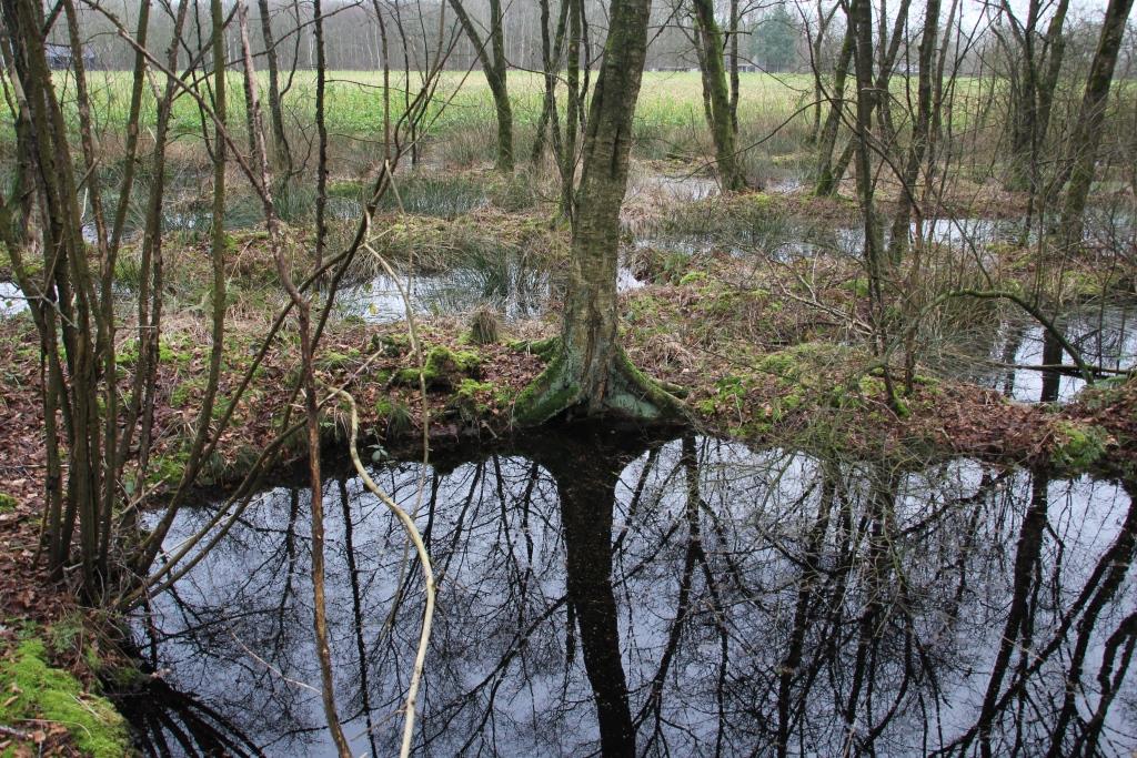 HOL-BOSJE, 2020-02-06, veenputjes-5 - kopie