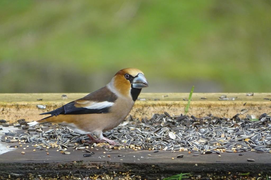 HOL-VOGELS, Appelvink, 2020-02-18, voertafel-1 - kopie