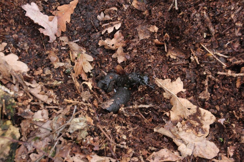 ZOOGDIER, Das, 2020-02-06, keutel in latrine, Holtherbosje - kopie