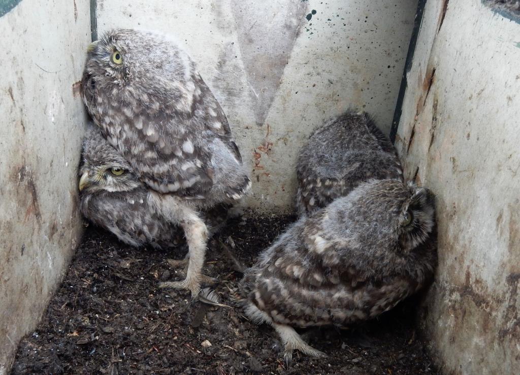 VOGELS, Steenuil, 2016-0-18, Holthe, nestkast bij Otto Krediet-2 - kopie