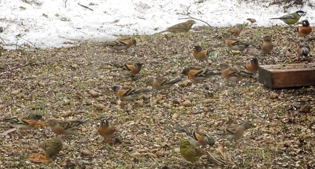 blog 2-16, kepen voertafel