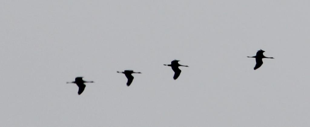 blog 2-9, Kraanvogels