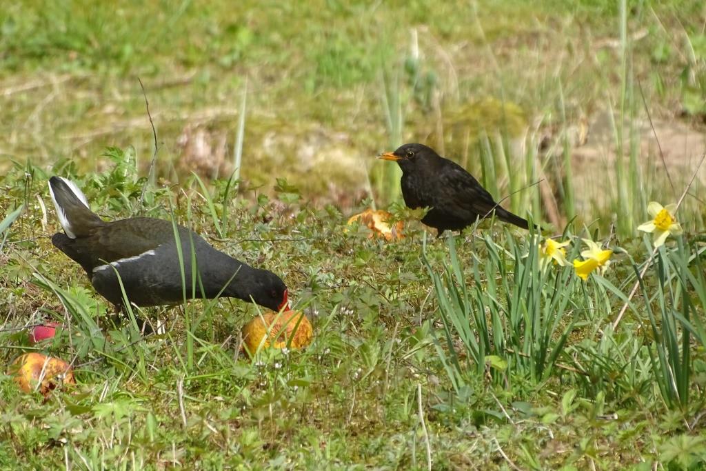 2021-04-07, Waterhoen