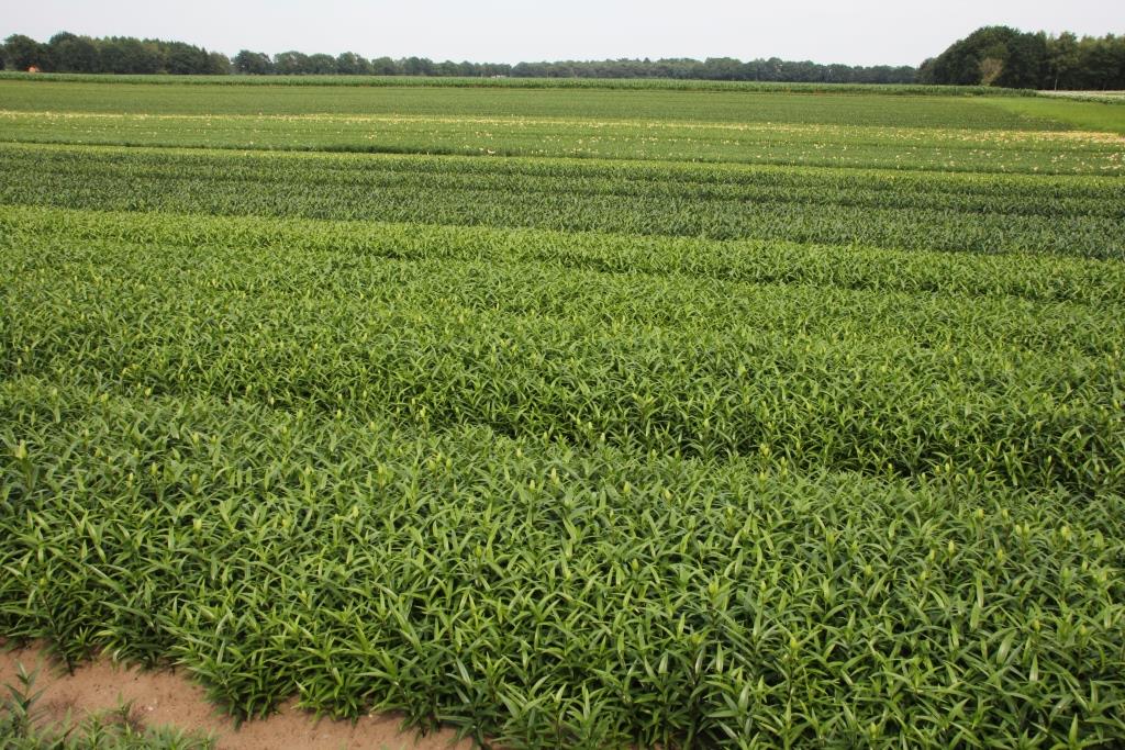 2021-04-13, lelieveld