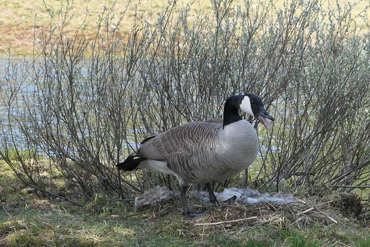 HOL-VOGELS, Grote Canadese gans, 2019-04-24, paar dreigend bij nest op eilandje Kristalmeer-3 - kopie