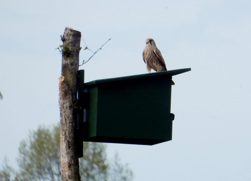 Torenvalk, 2019-04-25, man op nestkast, landje van Moed-3 - kopie