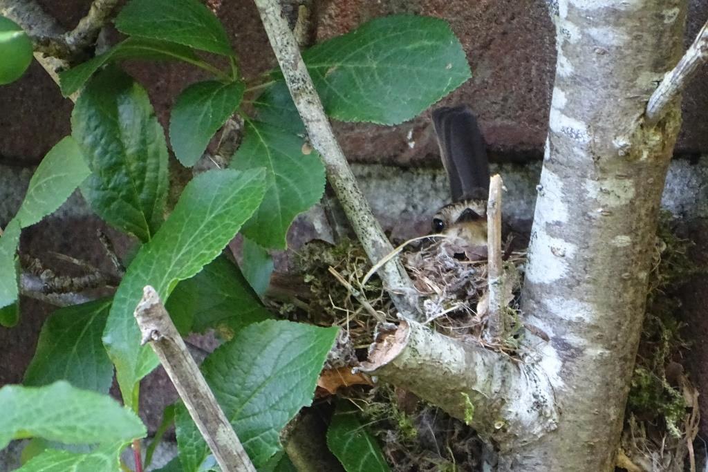 2021-06-10, grauwe vlieg-2