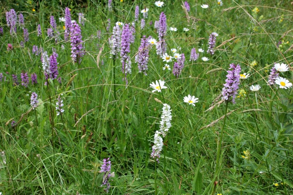 2021-06-22, witte var. gevlekte orchis
