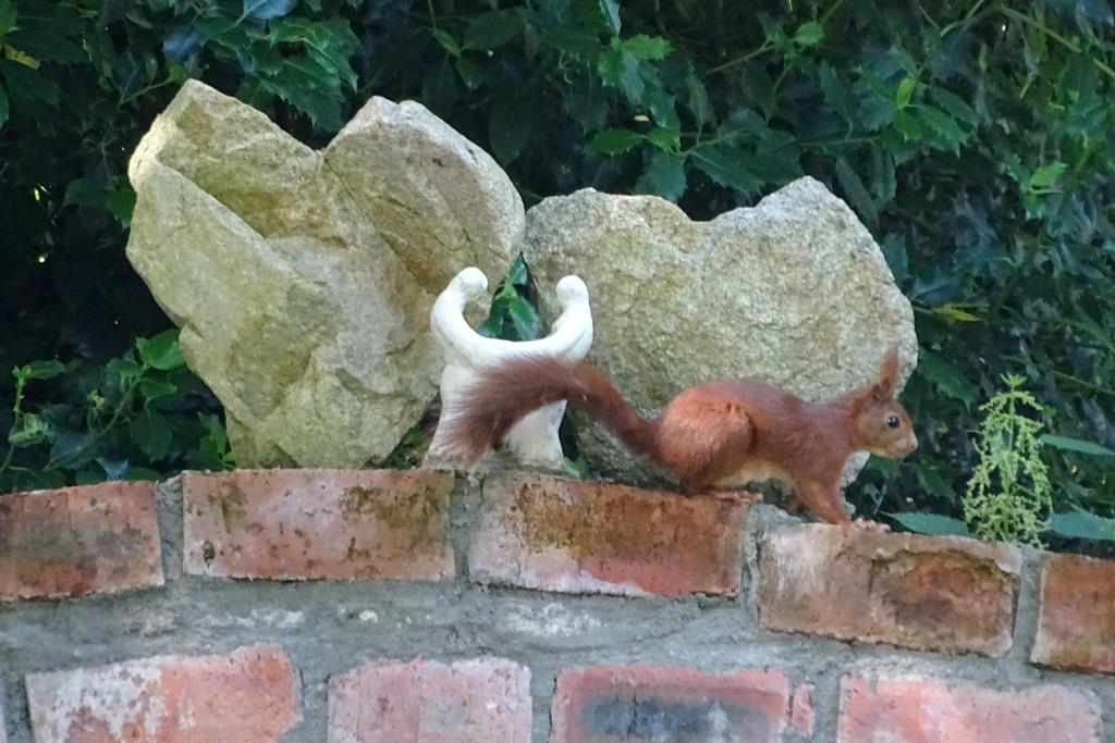 2021-07-03, eekhoorn-3