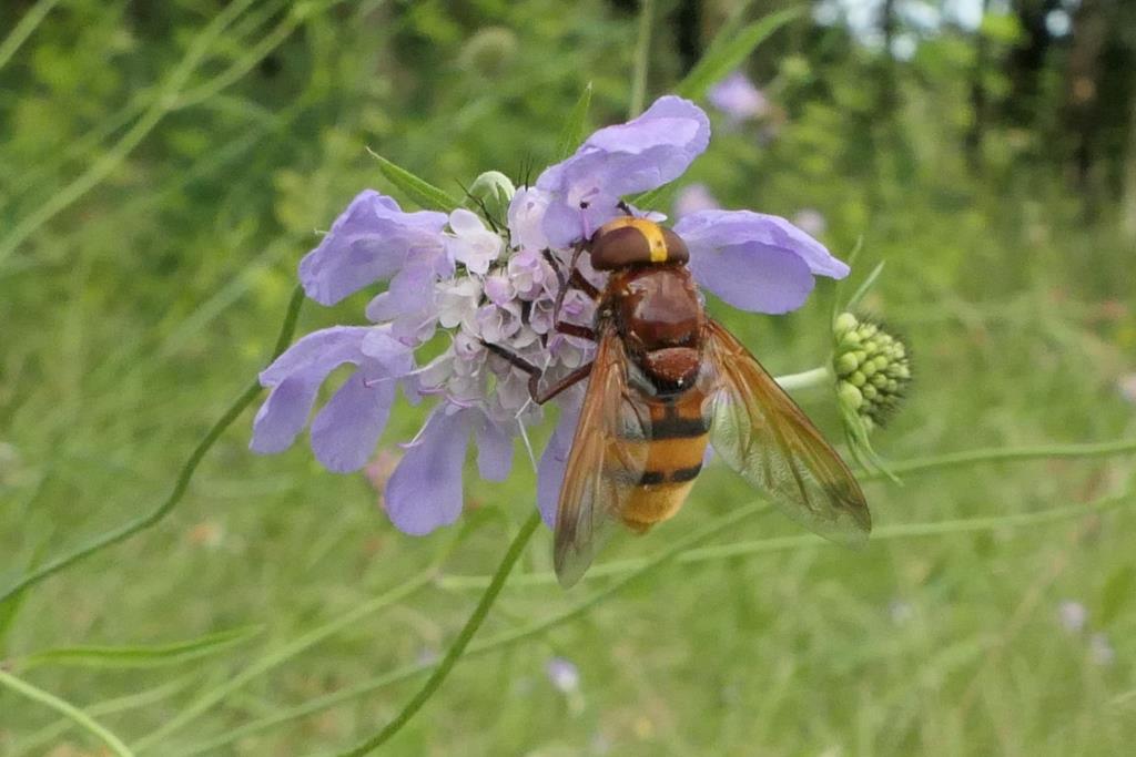 2021-08-12, Stadsreus