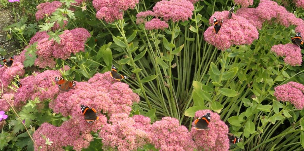 2021-09-19, vetplant met atalanta's