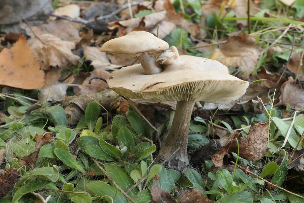 2021-10-24, Holthe, Bevrijde land, dubbel vruchtlichaam-2