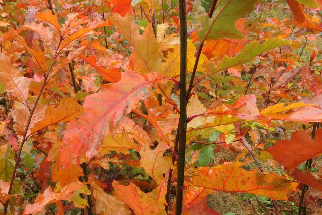 2021-10-27, herfstkleuren