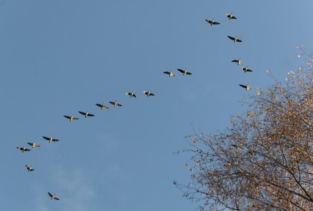 2021-11-22, vlucht boven het Bevrijde land-2