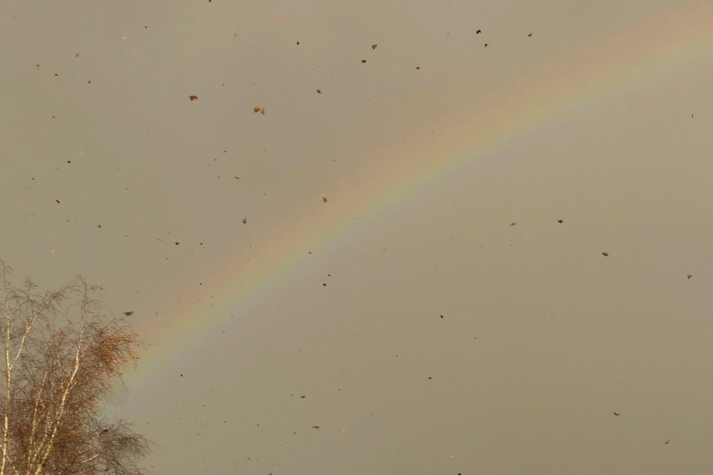 2021-11-25, dwarrelend berkenblad en regenboog-3