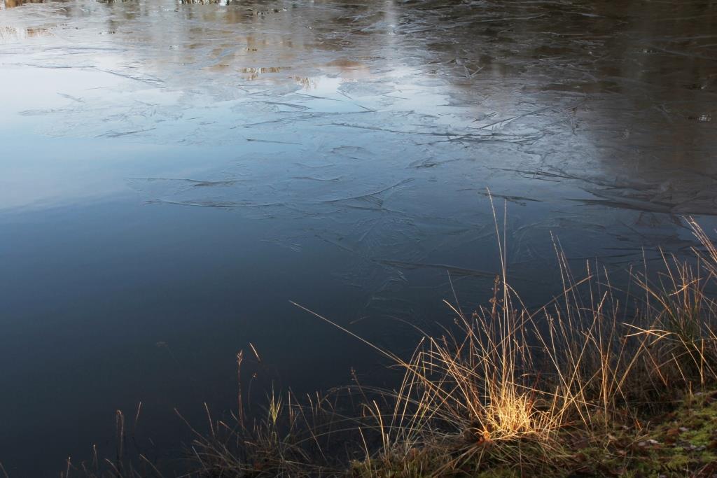 2021-12-10, Kristalmeer met dun laagje ijs, oever met pijpenstro-2