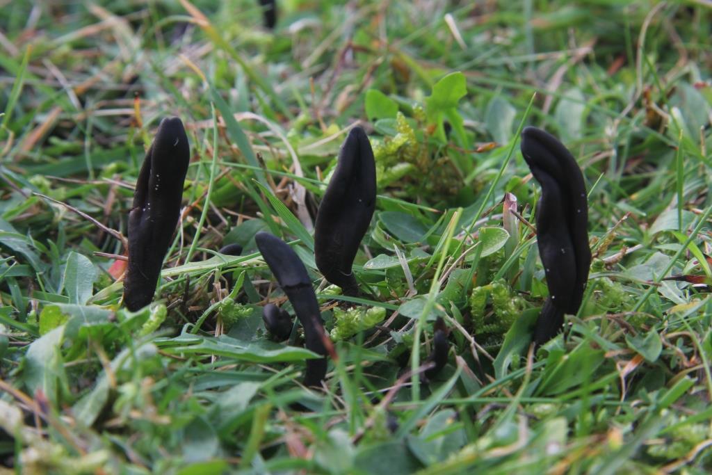 PAD, Geoglossum fallax, 2013-11-14, Oranjezon, duingrasland-1