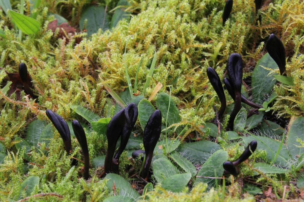 PAD, Geoglossum glutinosum, 2019-11-05, Holthe, Schepping, bekalkt grasland-1