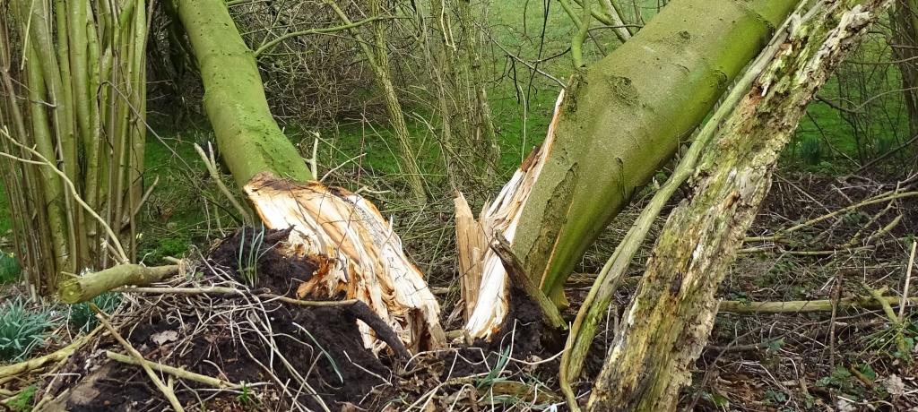 2022-02-21, ravage-1