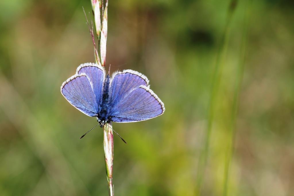 2022-06-23, icarusblauwtje