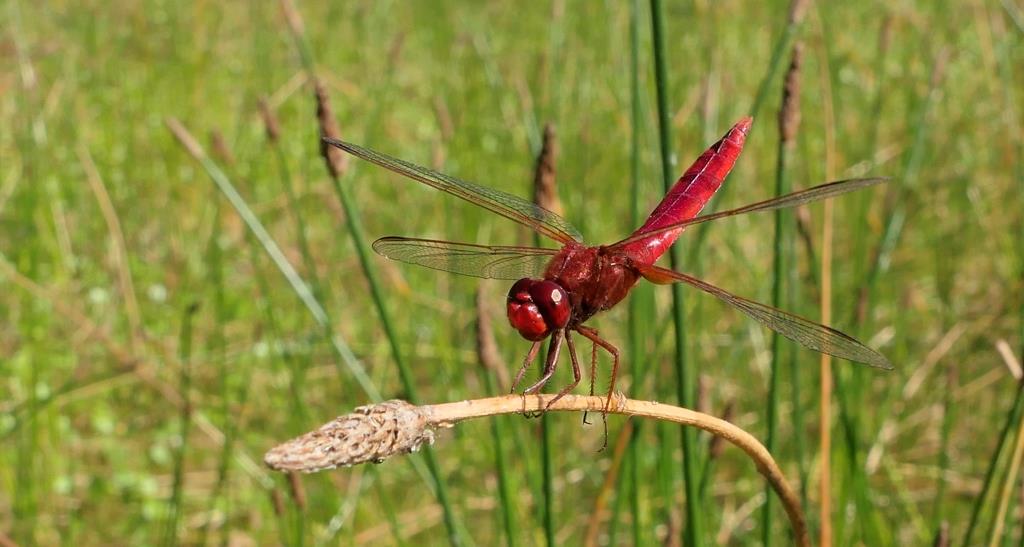 2022-07-09, Vuurlibel-2
