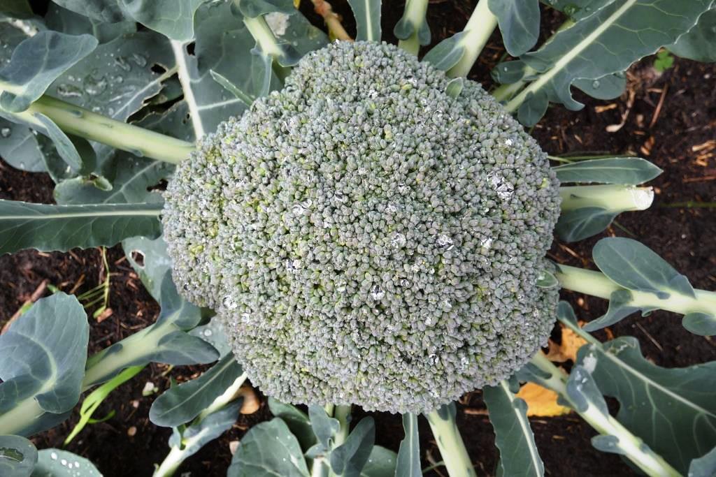 2022-07-23, broccoli