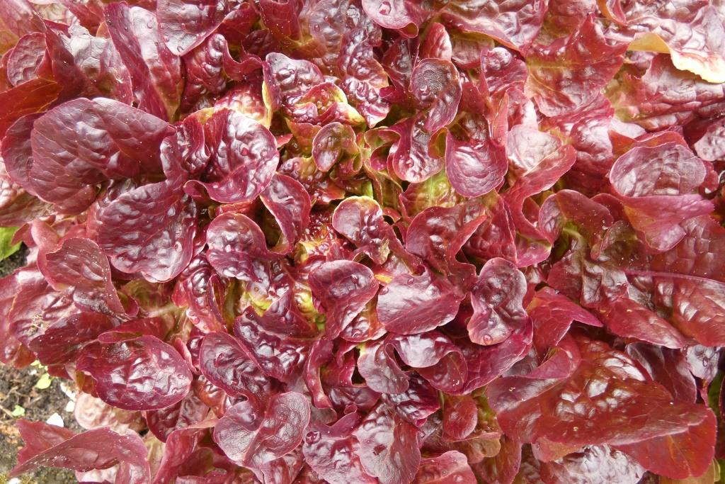 2022-07-23, eieknbladsla