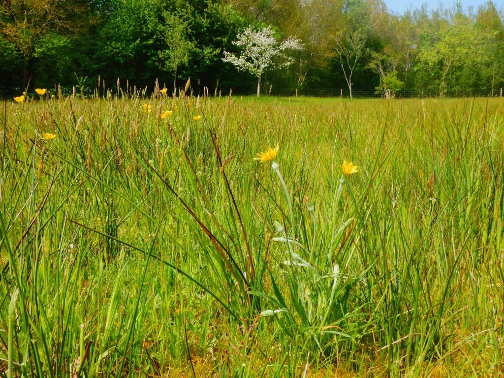 2022-07-26, kleine schorseneer