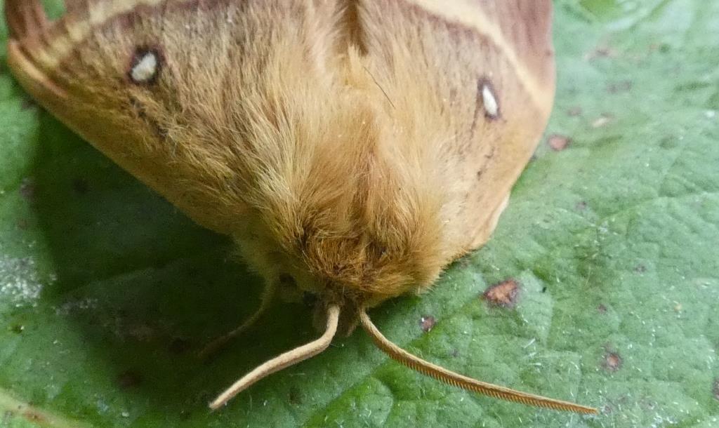 2022-07-31, hageheld-1