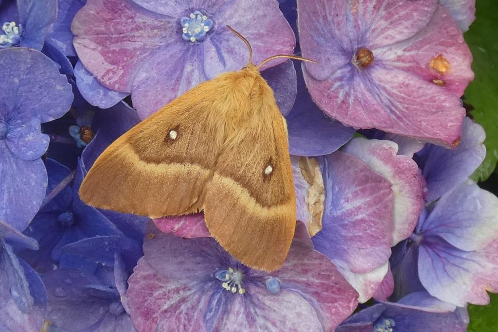 2022-07-31, hageheld-2