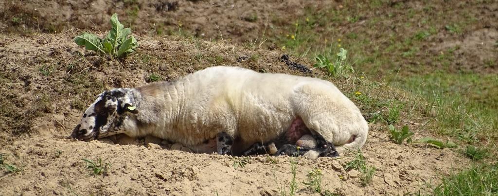 2022-08-14, zonnend schaap in de duintjes