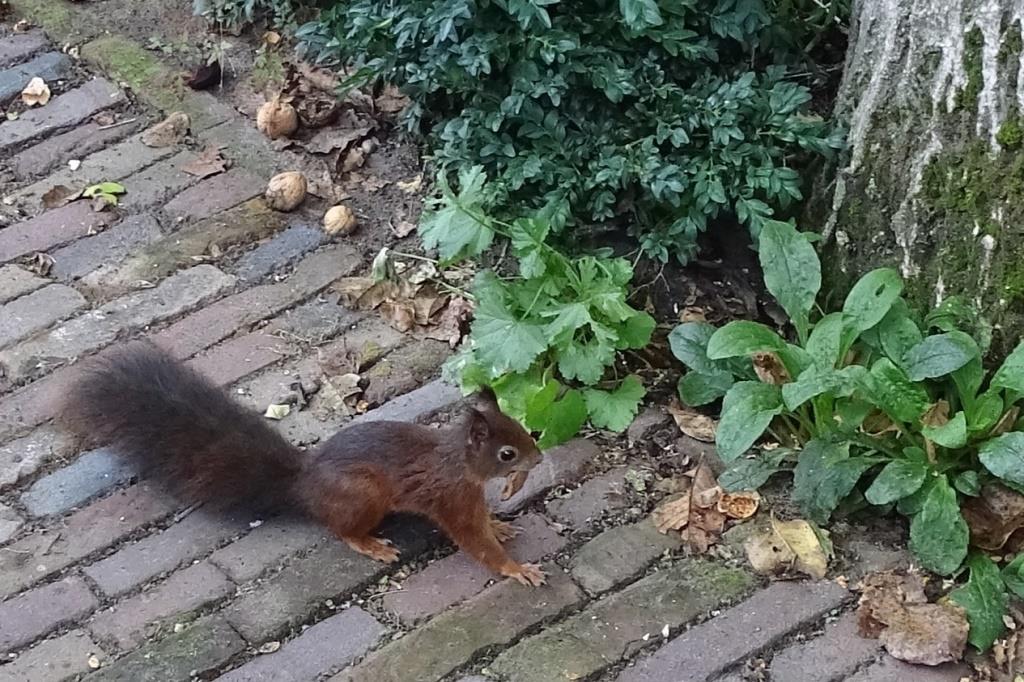 2022-09-30, eekhoorn