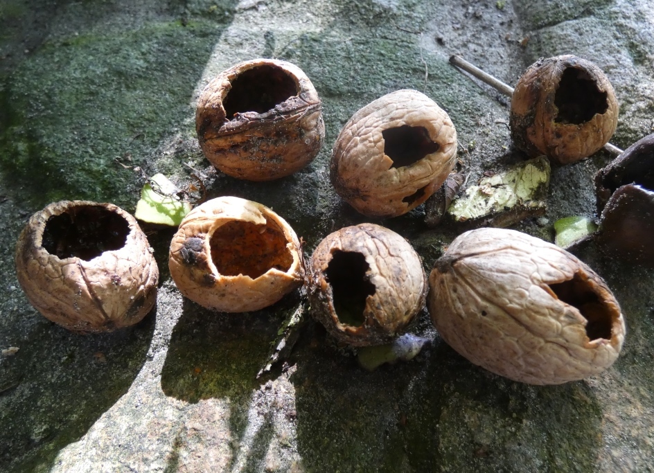 2022-09-30, walnoten met vraatbeeld van bosmuis-2