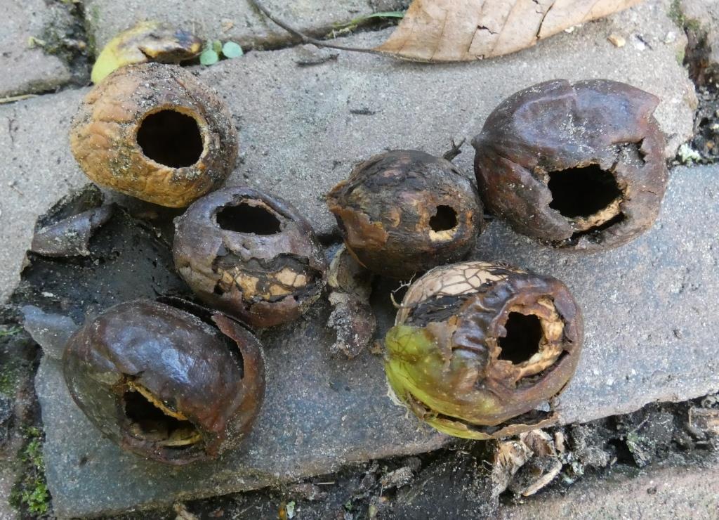 2022-09-30, walnoten met vraatbeeld van mezen