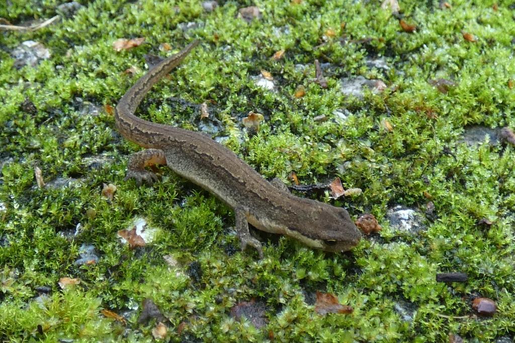 1. 2022-11-22, AMPH, Kleine watersalamander, 2022-10-06, tuin onder steen-1