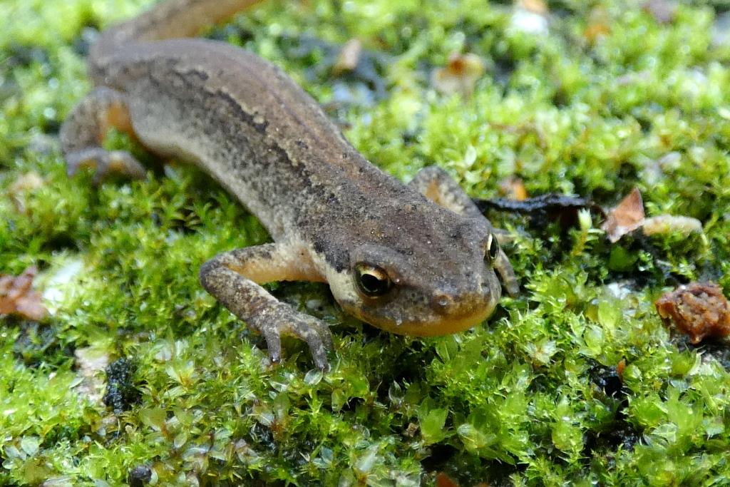 1. 2022-11-22, AMPH, Kleine watersalamander, 2022-10-06, tuin onder steen-2