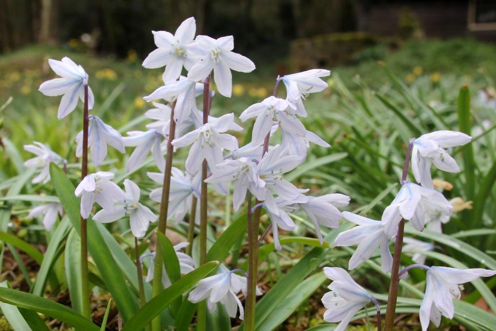 1. 2023-01-24, HOL-PLANT, Puschkinia scilloides, 2017-03-16, tuin achter BS-2-2