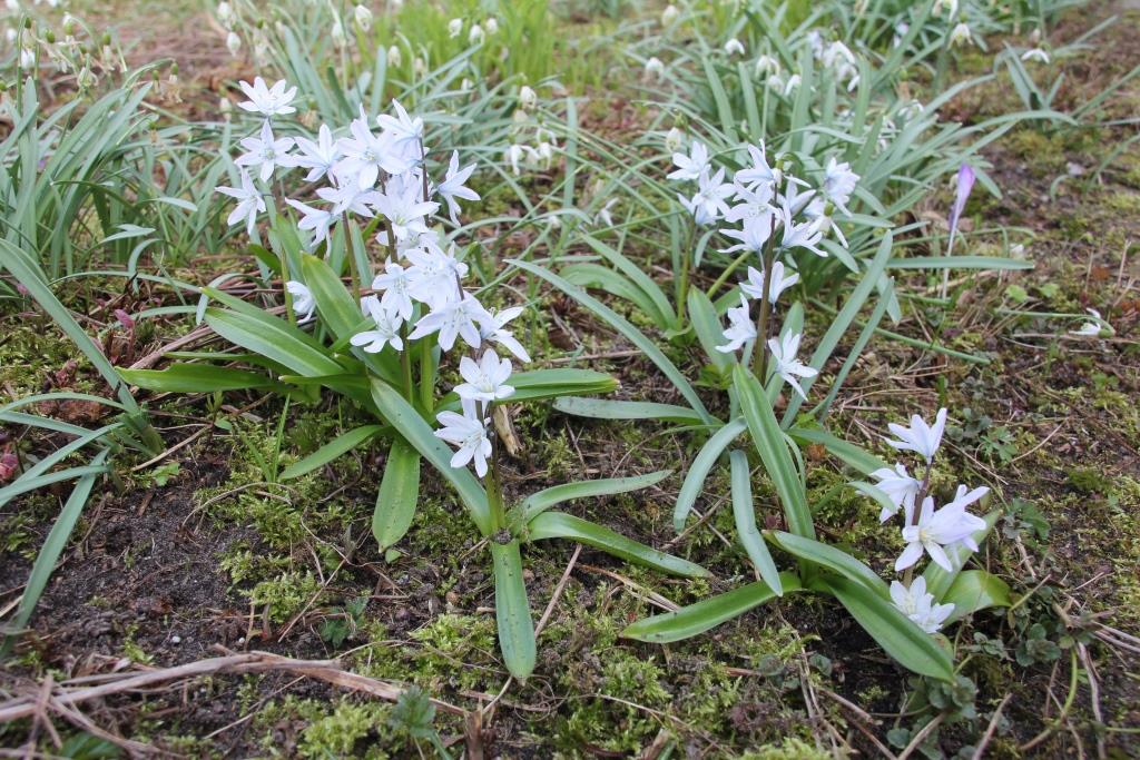 1. 2023-01-24, HOL-PLANT, Puschkinia scilloides, 2017-03-16, tuin achter BS-2