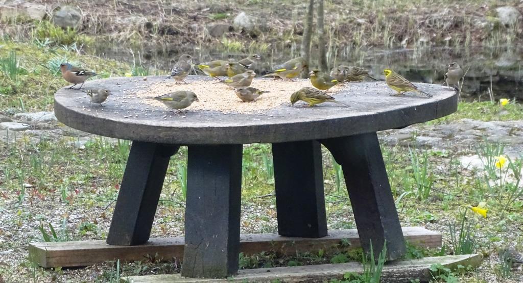 1. 2023-01-30, HOL-VOGELS, groenlingen