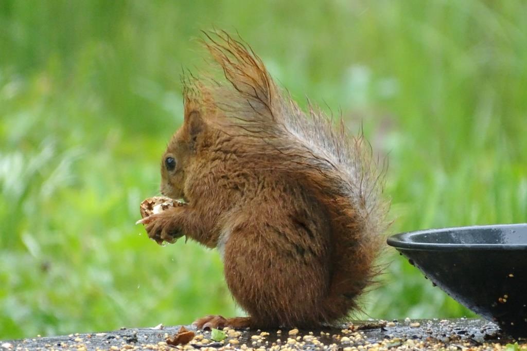 1. 2023-02-12, ZOOGDIER, Eekhoorn, 2021-05-04, op voertafel achter huis-2