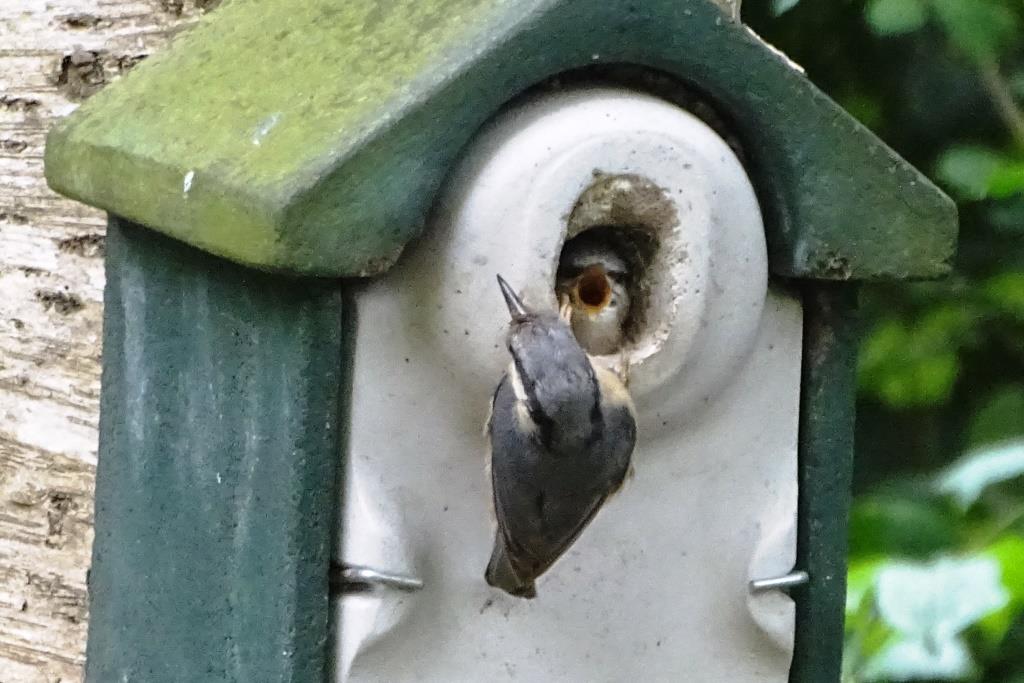 2023-06-23, boomklever-2