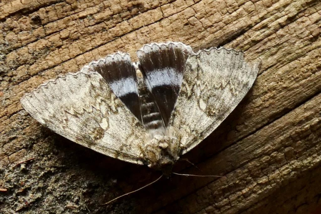 2023-09-07, blauw weeskind-1