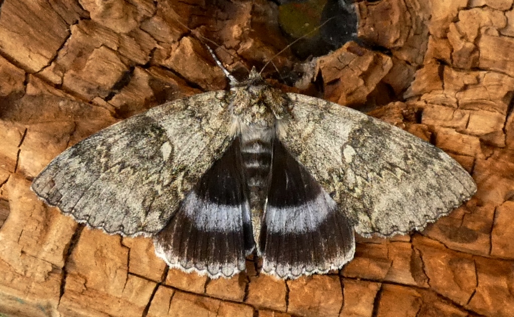 2023-09-07, blauw weeskind-2