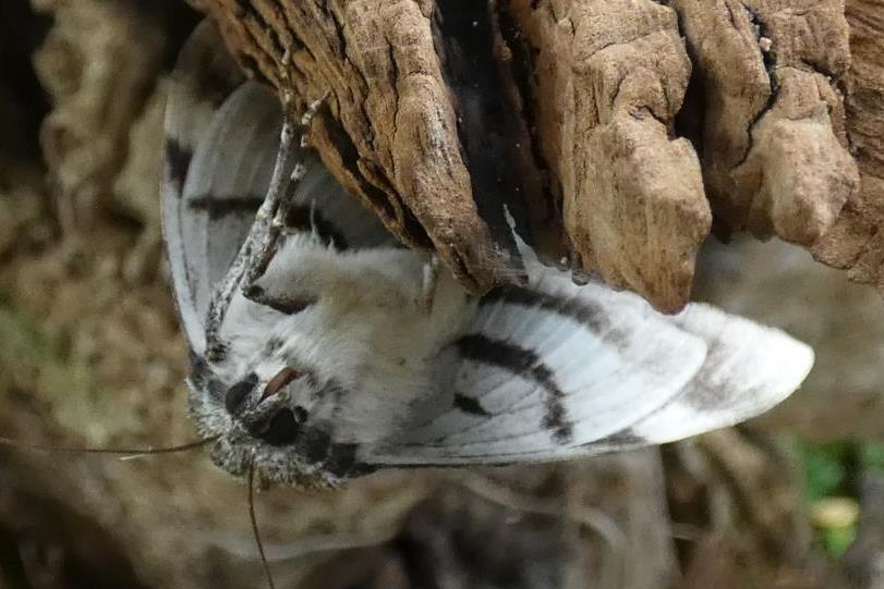 2023-09-07, blauw weeskind-3